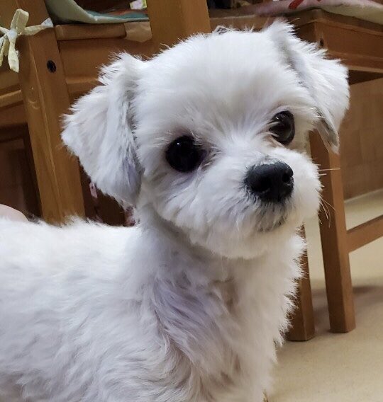 【運命の赤い糸見～つけた💓マルチーズのハッピーちゃん💕】2020,3,20